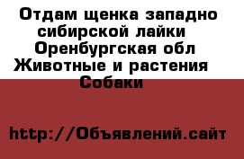 Отдам щенка западно-сибирской лайки - Оренбургская обл. Животные и растения » Собаки   